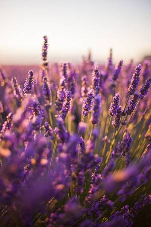 Sunrise on the Plateau of Valensole