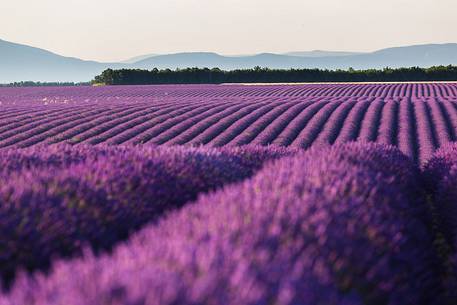 Sunrise on the Plateau of Valensole