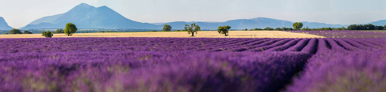 Lavender fields on the plateau of Valensole in the morning