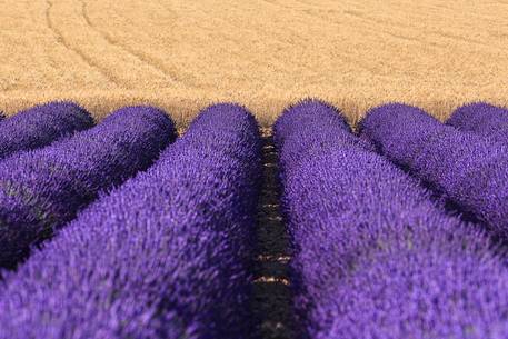 Lavender fields on the plateau of Valensole