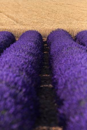 Lavender fields on the plateau of Valensole