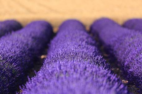 Lavender fields on the plateau of Valensole