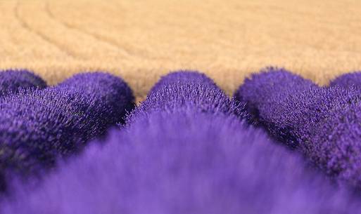 Lavender fields on the plateau of Valensole