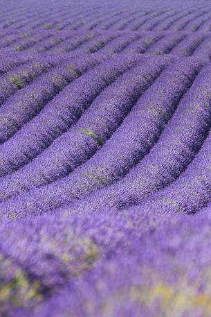 Lavender fields on the plateau of Valensole