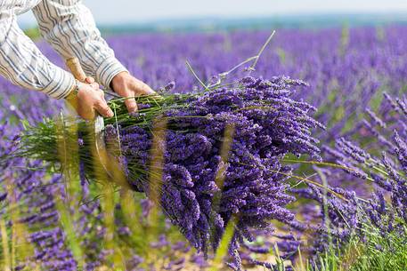 Traditional lavender harvest manual