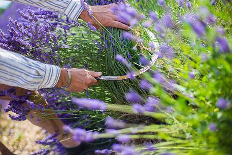 Traditional lavender harvest manual