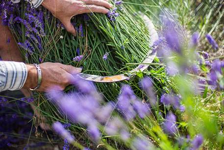 Traditional lavender harvest manual