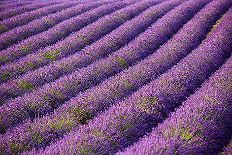 Lavender fields on the plateau of Valensole