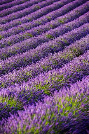 Lavender fields on the plateau of Valensole