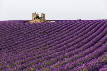 Old warehouse in the lavender fields on the plateau of Valensole