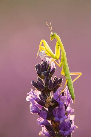 Praying Mantis on lavender flowers