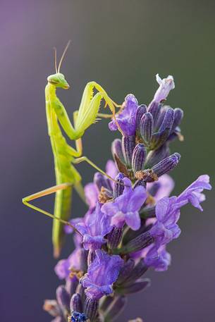 Praying Mantis on lavender flowers