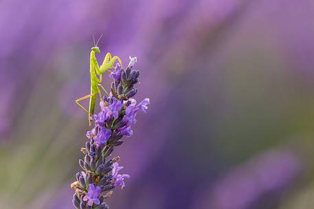 Praying Mantis on lavender flowers