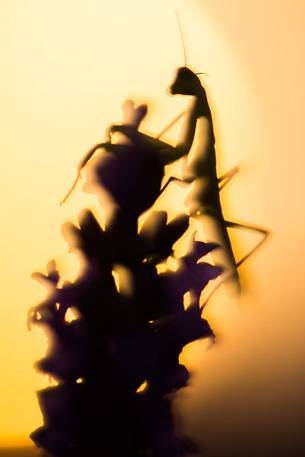 Praying Mantis on lavender flowers in backlight