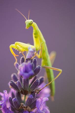 Praying Mantis on lavender flowers