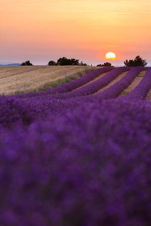 Sunset on the plateau of Valensole