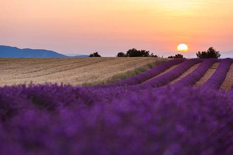 Sunset on the plateau of Valensole