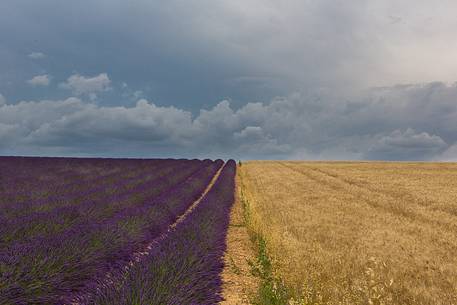 Lavender and sunflower fields on the plateau of Valensole before a thunderstorm