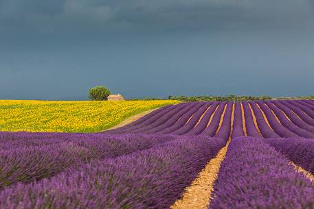 Lavender and sunflower fields on the plateau of Valensole before a thunderstorm