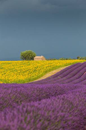 Lavender and sunflower fields on the plateau of Valensole before a thunderstorm