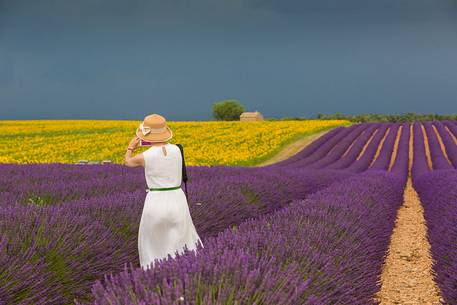 Lavender and sunflower fields on the plateau of Valensole before a thunderstorm