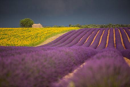 Lavender and sunflower fields on the plateau of Valensole before a thunderstorm