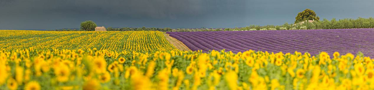 Lavender and sunflower fields on the plateau of Valensole before a thunderstorm