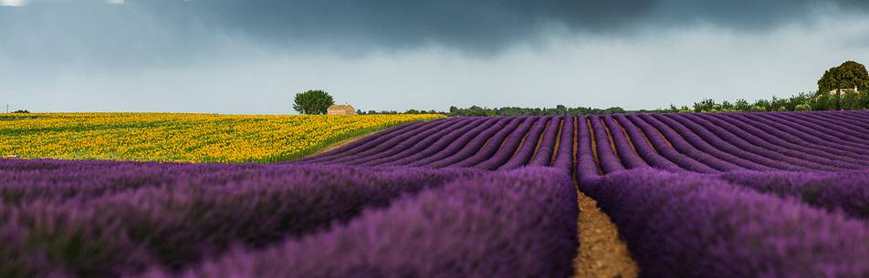 Lavender and sunflower fields on the plateau of Valensole before a thunderstorm