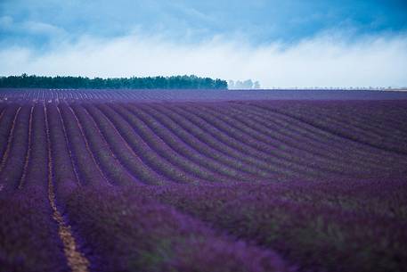 Lavender and sunflower fields on the plateau of Valensole before a thunderstorm