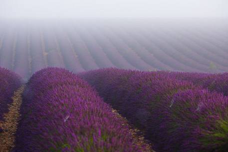 Lavender fields with fog on the plateau of Valensole