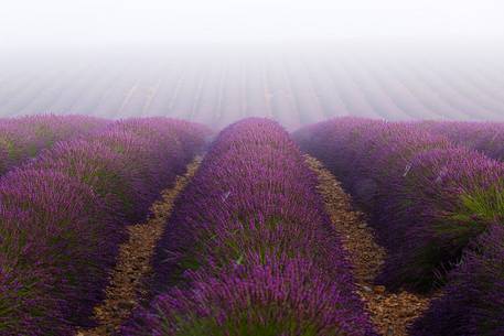 Lavender fields with fog on the plateau of Valensole