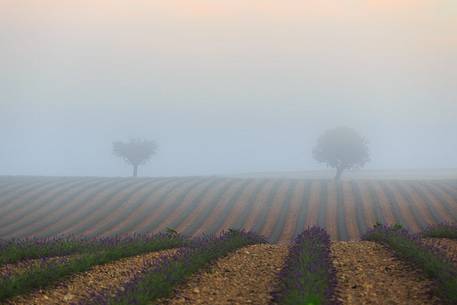 Lavender fields with fog on the plateau of Valensole