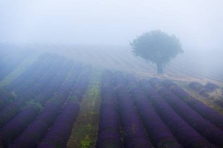 Lavender fields with fog on the plateau of Valensole