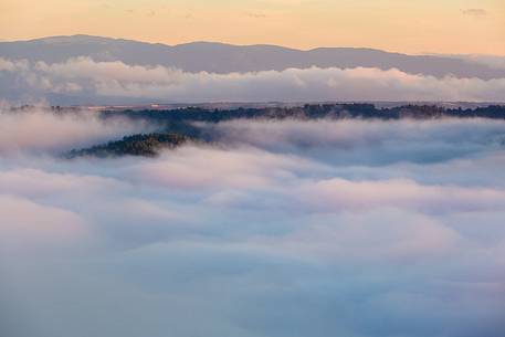 Lavender fields with fog on the plateau of Valensole