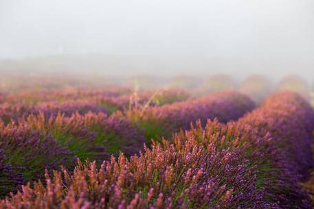 Lavender fields with fog on the plateau of Valensole