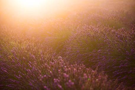 Lavender fields with fog on the plateau of Valensole