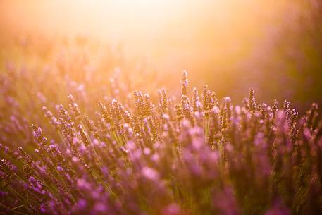 Lavender fields with fog on the plateau of Valensole