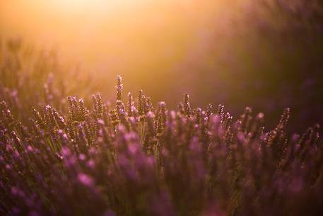 Lavender fields with fog on the plateau of Valensole