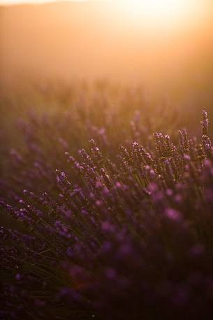 Lavender fields with fog on the plateau of Valensole