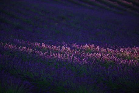 Lavender fields on the plateau of Valensole