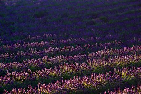 Lavender fields on the plateau of Valensole