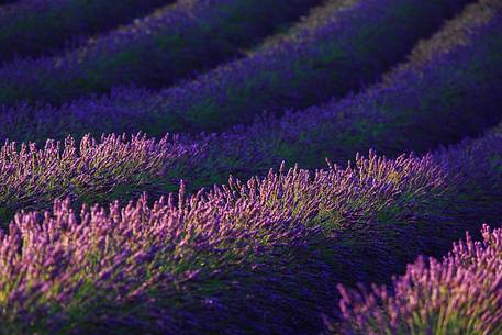 Lavender fields on the plateau of Valensole