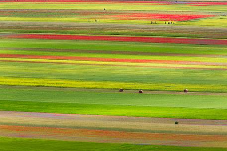 Color fields in Castelluccio