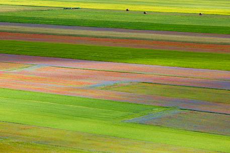 Color fields in Castelluccio