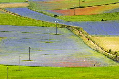 Color fields in Castelluccio