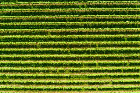 Geometries on rows of wine