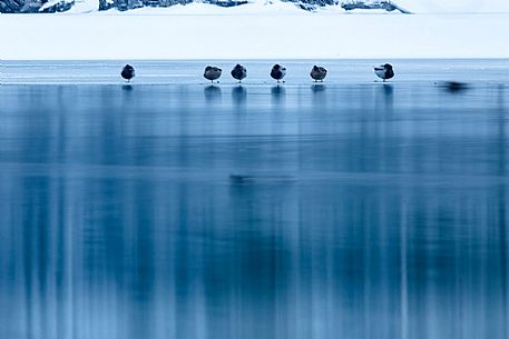 Ducks on ice at Fusine lake, Tarvisio, Julian Alps, Italy
