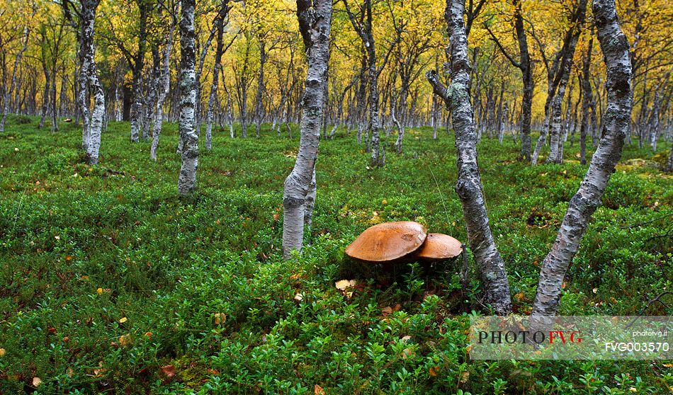 Norwegian underbrush, Signal Valley, Nordland Region.