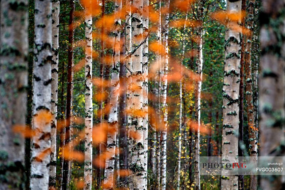 Birch forest, finnish Lapland.