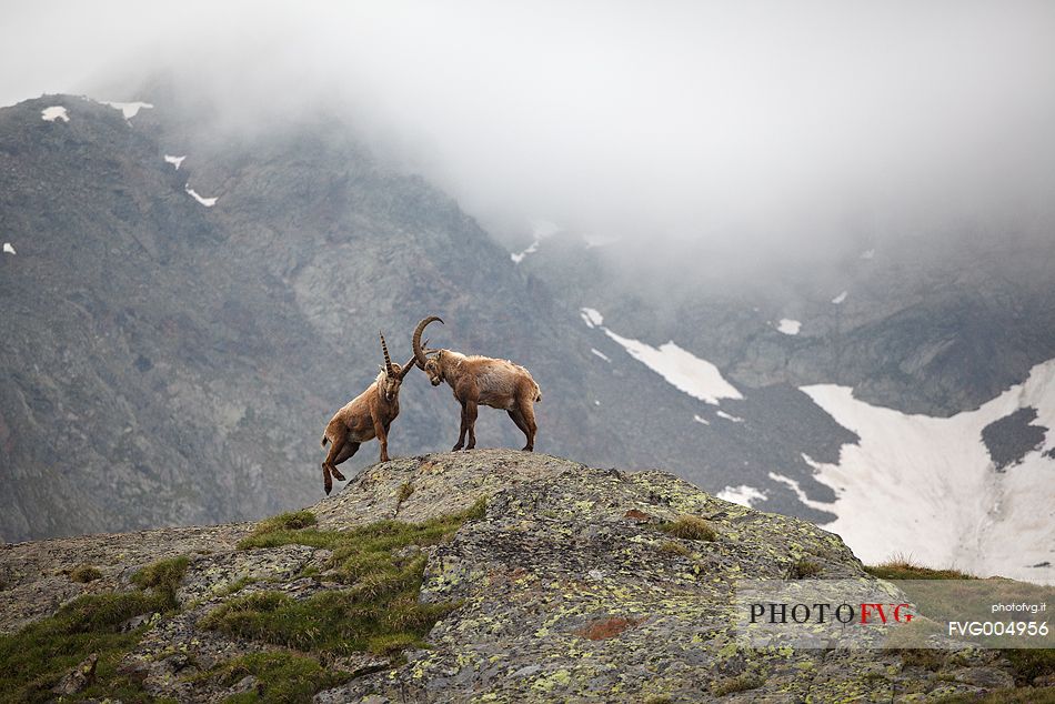 Steinbocks in Stelvio National Park, italian Alps.